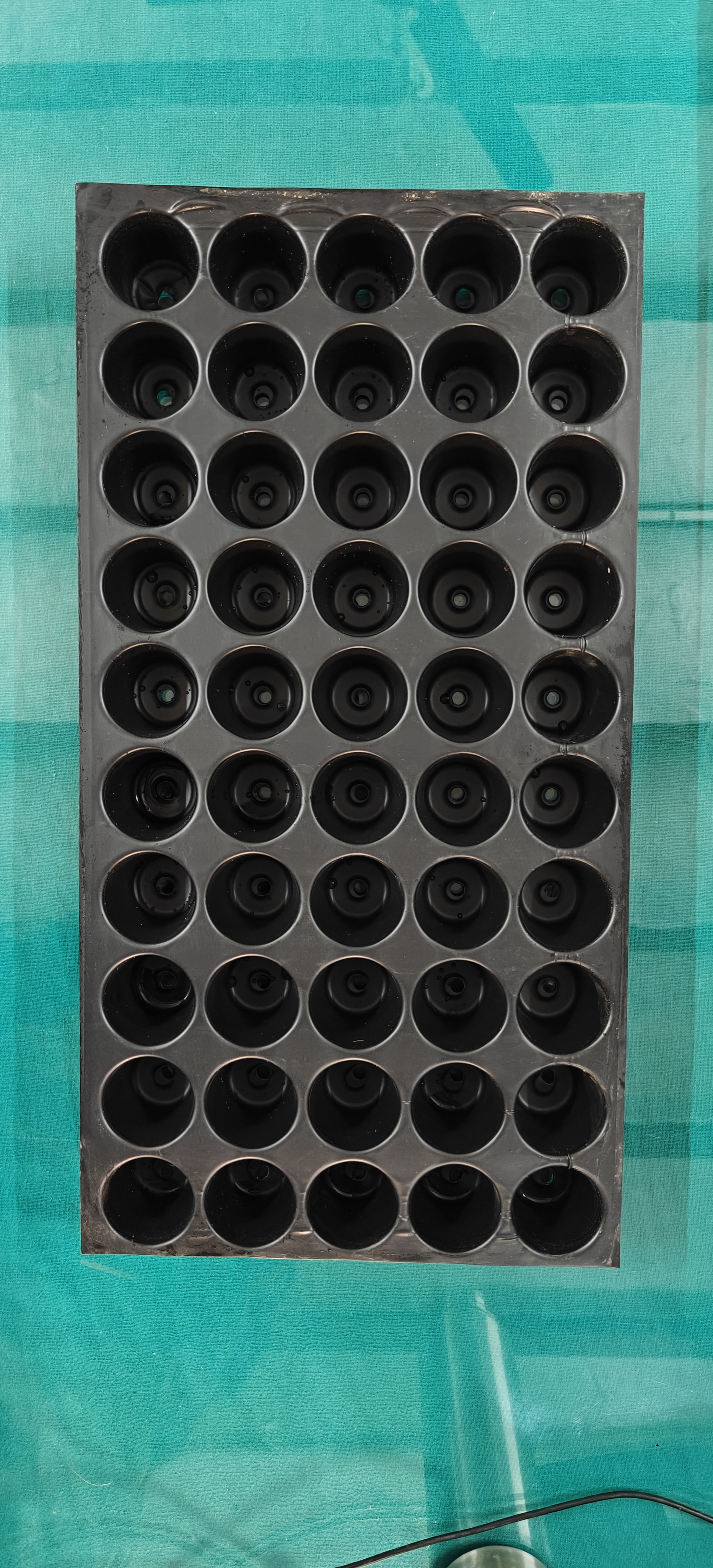 Seedling Tray 50 Holes